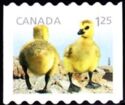 Canada Goose (Branta canadensis) - goslings